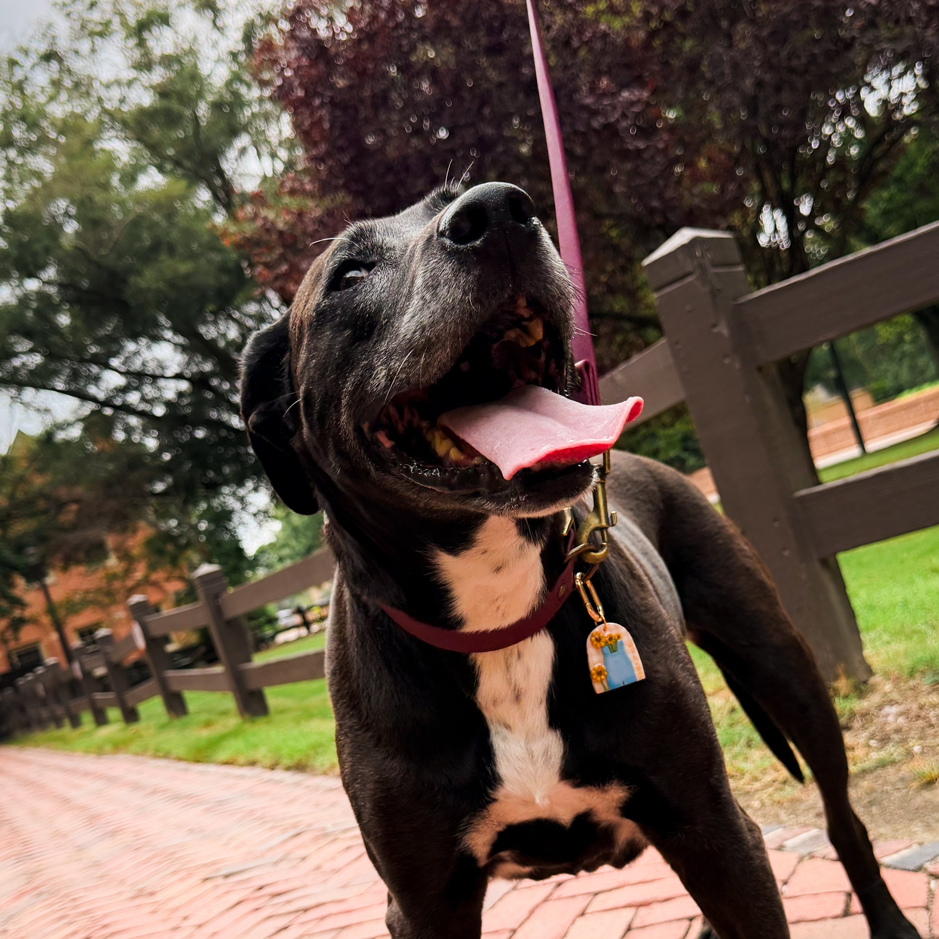 A black and white dog wearing a burgundy collar with a gold tag, standing on a brick path in a park with a wooden fence and trees in the background.