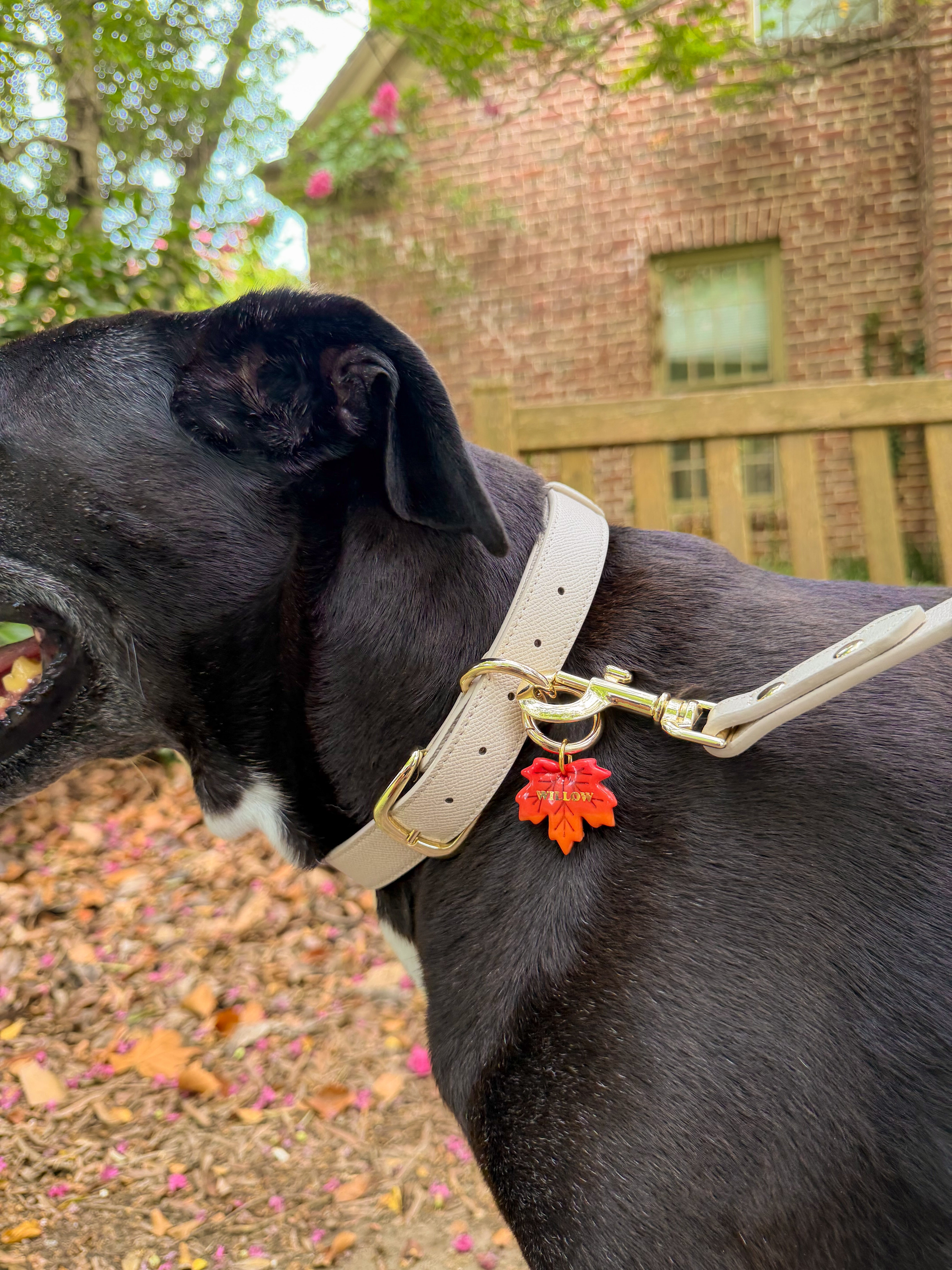 A close-up side view of a black dog outdoors wearing a light beige leather collar with gold-tone hardware and a small orange-red maple leaf charm.