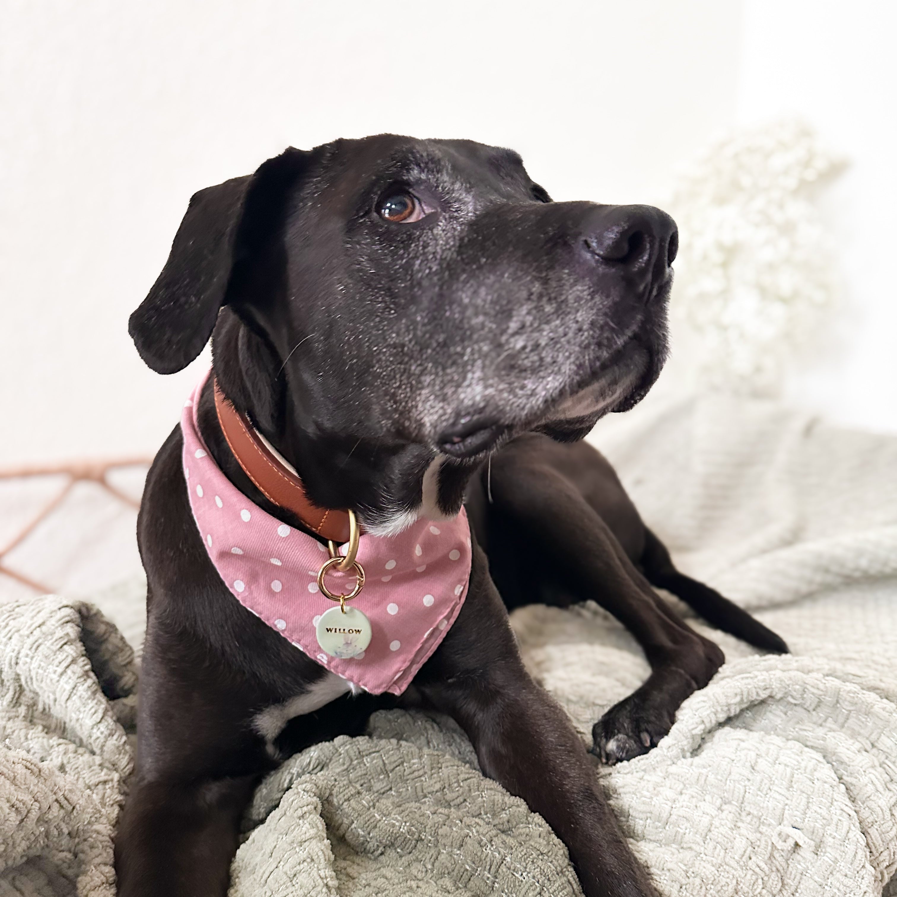 Dog wearing a pink bandana with a heart design on a textured blanket