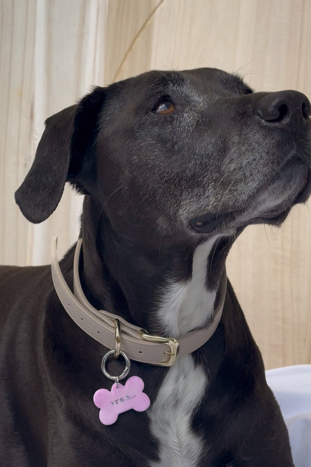 Dog wearing a collar with a gender reveal pink tag against a neutral background