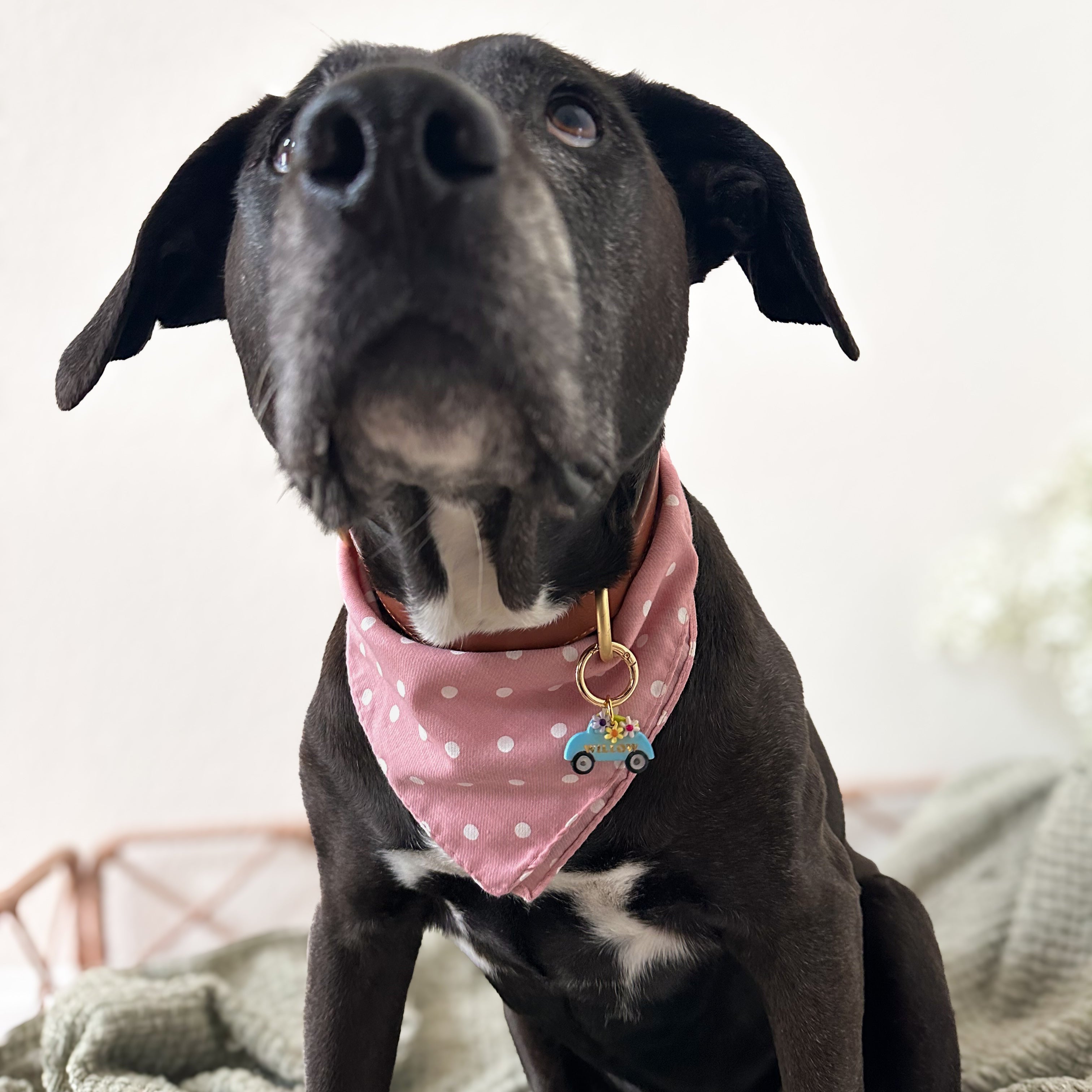 Dog wearing a pink bandana with a car pet id tag on a light background