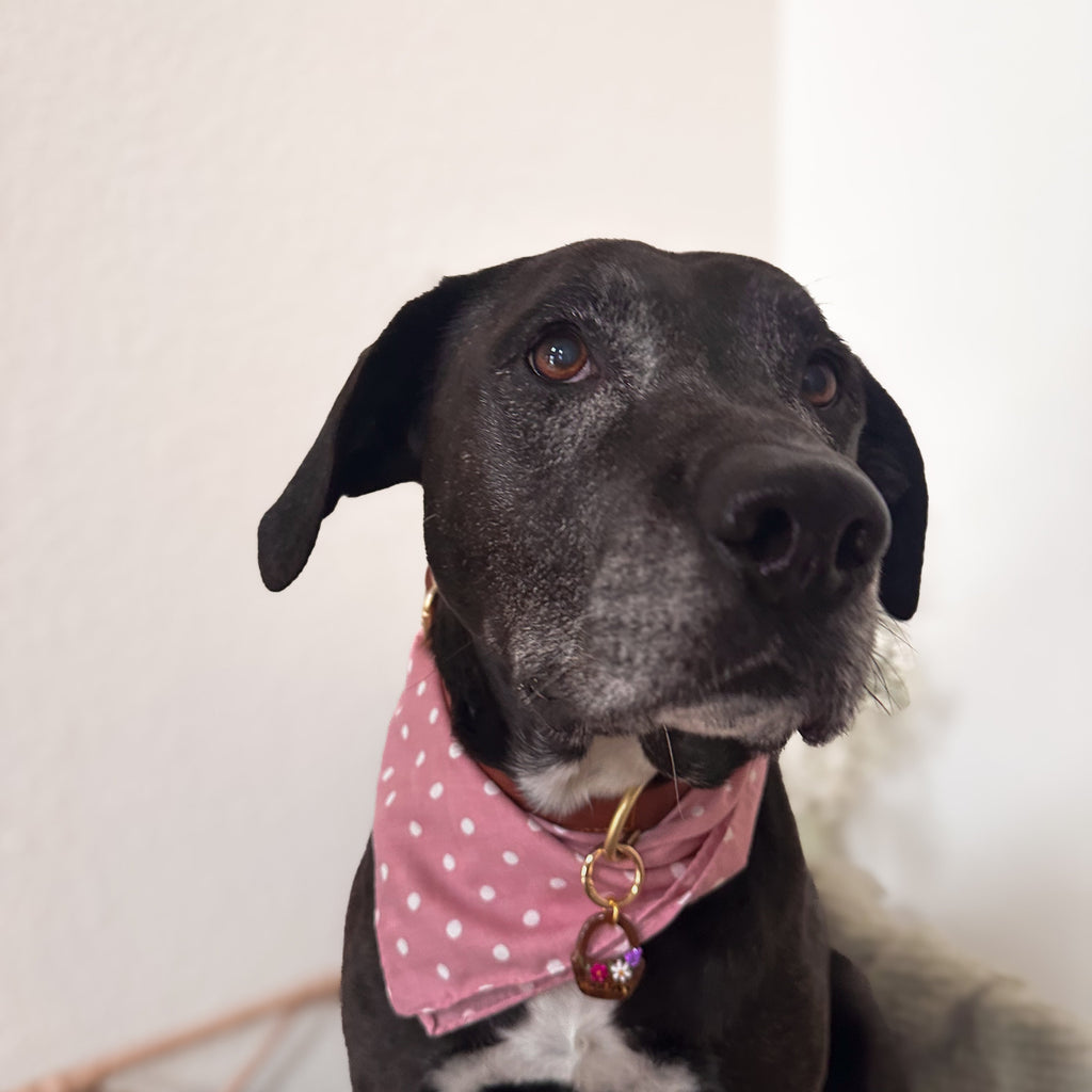 Dog wearing a pink polka dot bandana and a beautiful pet tag