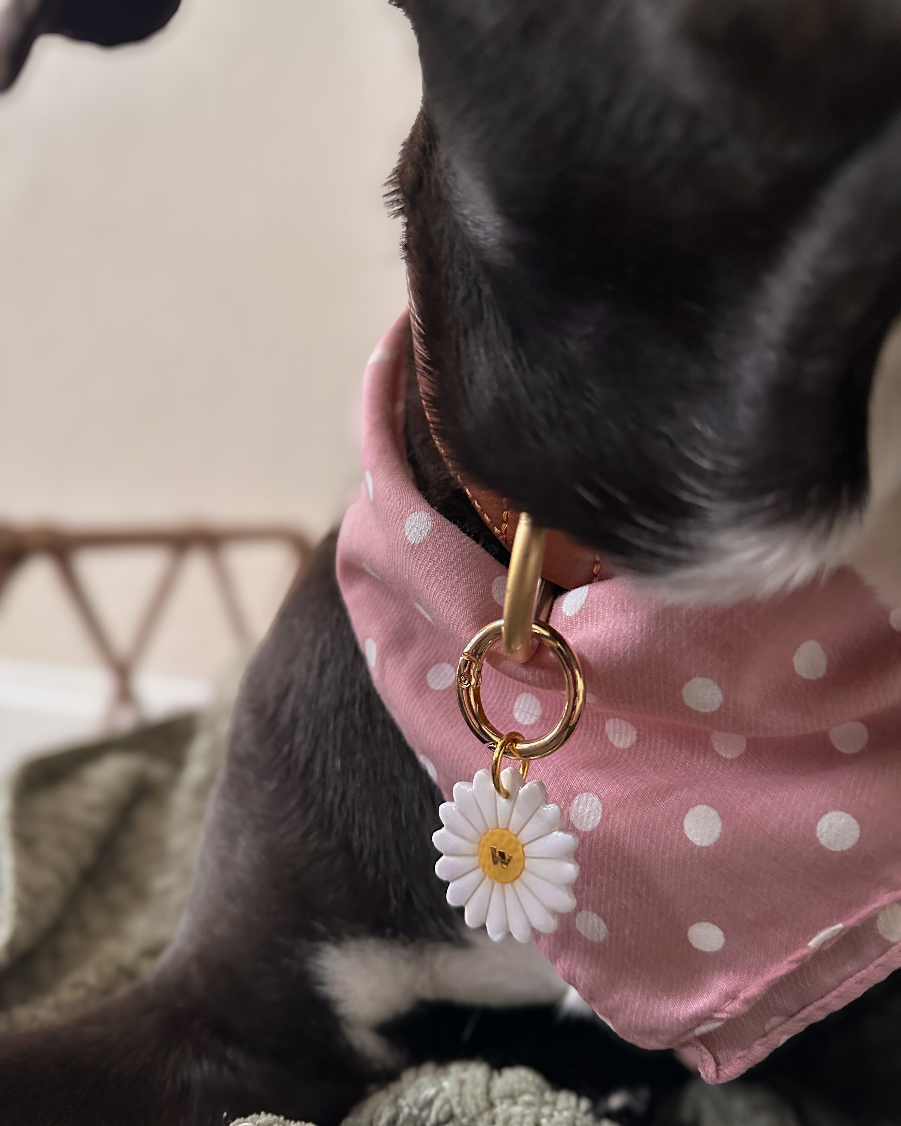 beautiful daisy pet tag