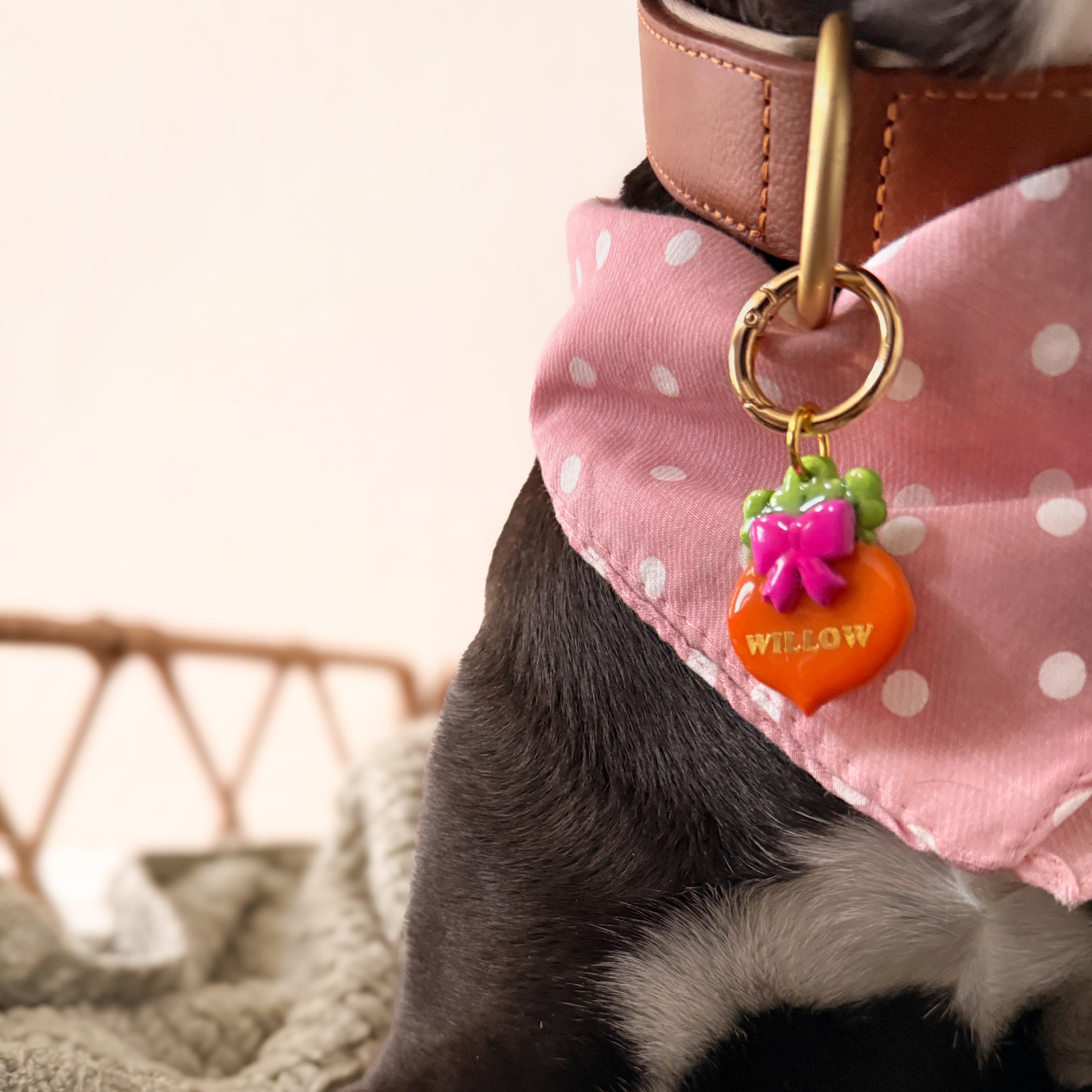 Dog wearing a pink collar with a colorful tag, lying on a textured surface.