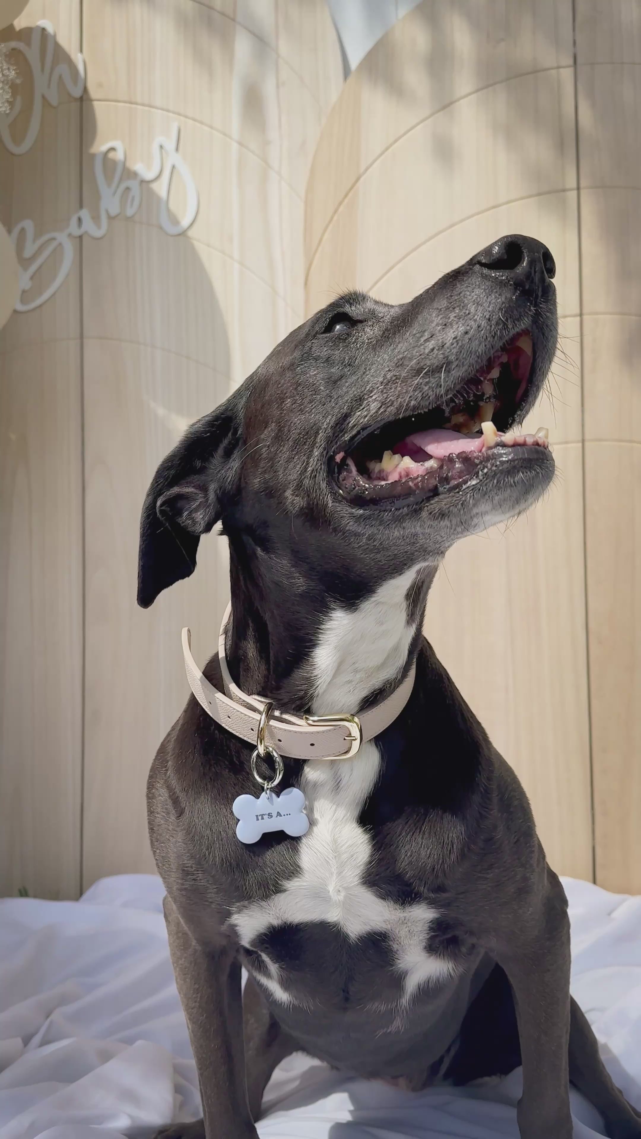 It's a... Boy or Girl - Pet ID Tag