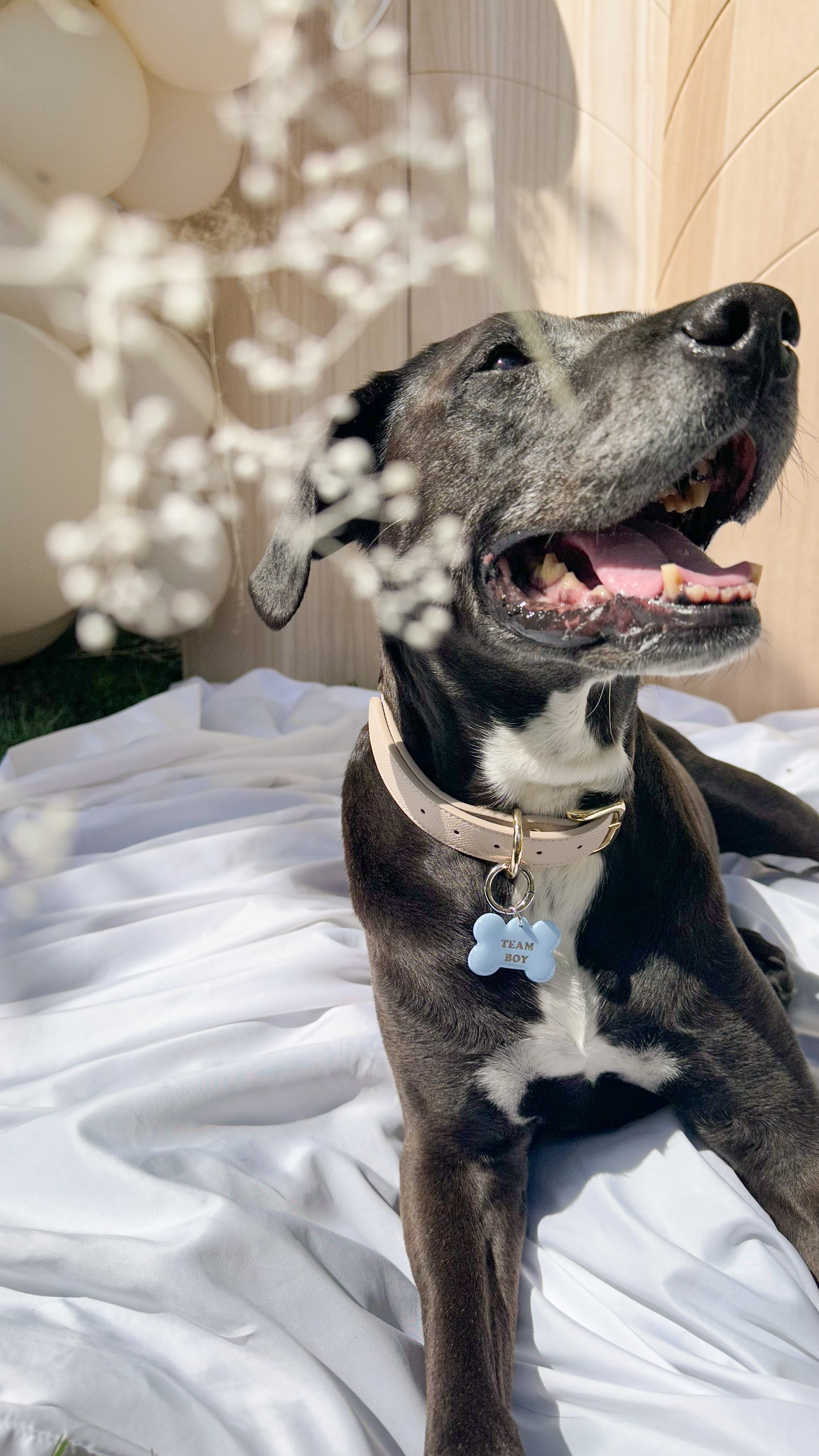 Dog sitting on a white surface with flowers in the foreground